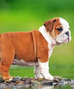 Little Brown English Bulldog Puppy paint by numbers