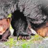 Mama Bear and Cub paint by numbers