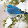 Mountain Bluebird in Snow paint by numbers
