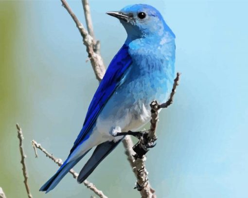Mountain Bluebird on Stick paint by numbers