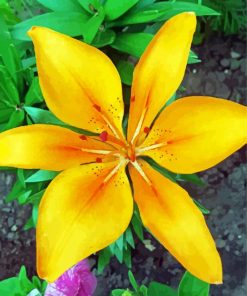 Yellow Bright Lily paint by numbers