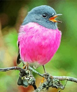 Pink Robin Birds paint by numbers