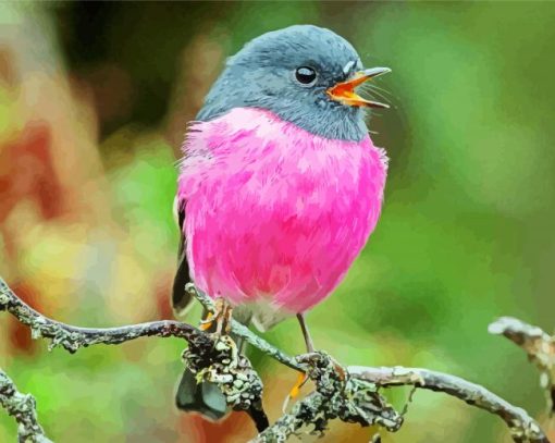 Pink Robin Birds paint by numbers