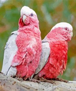 Pink Couple Cockatoos paint by numbers