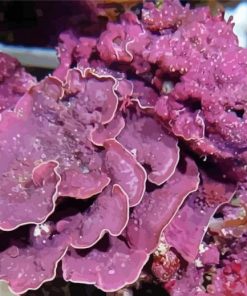 Purple Coralline paint by numbers
