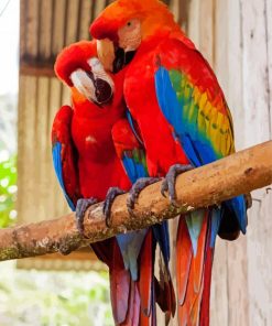 Red Amazon Parrots Birds paint by numbers