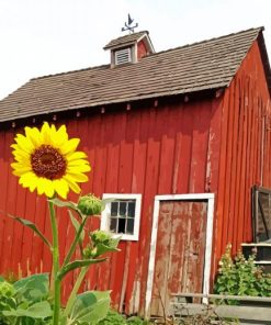Sunflower by The Barn paint by numbers