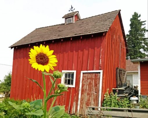 Sunflower by The Barn paint by numbers