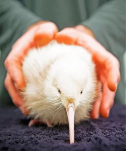 White Kiwi Bird paint by numbers