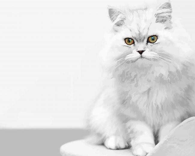 White Persian Kitten paint by numbers