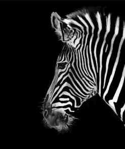 Zebra Animal paint by numbers