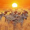 Zebra Serengeti Park Tanzania paint by numbers