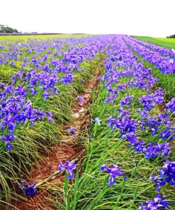 Iris Flowers Field paint by number