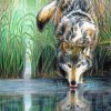 Animal Reflection Wolf paint by number