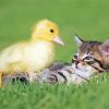 Baby Duck And Cat paint by number