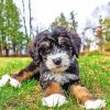 Bernedoodle paint by number