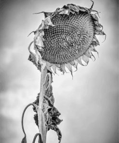 Black And White Decaying Sunflower paint by number