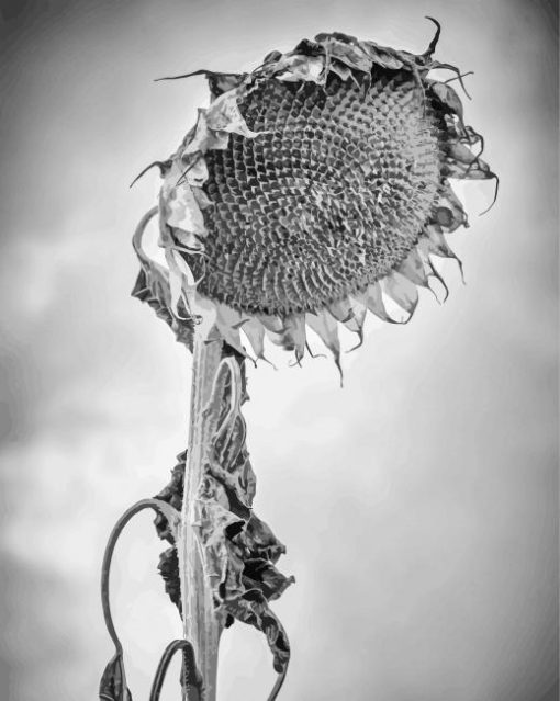 Black And White Decaying Sunflower paint by number