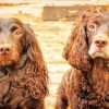 Boykin Spaniel Puppies paint by number