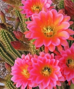 Cactus With Pink Roses paint by number