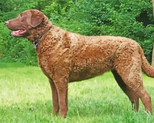 Chesapeake Bay Retriever paint by number