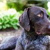 German Shorthaired Pointer paint by number