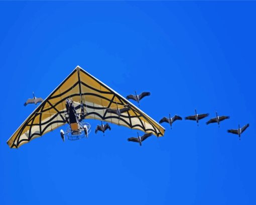 Glider And Birds paint by number