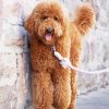 Goldendoodle Dog Pet paint by number
