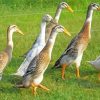 Indian Runner Duck Birds paint by number