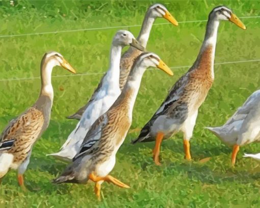 Indian Runner Duck Birds paint by number