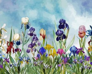 Iris Field paint by number