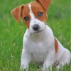 Jack Russell Terrier Puppy paint by number