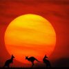 Kangaroos Silhouette In The Australian Outback paint by number