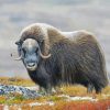 Muskox In The Mountains paint by number