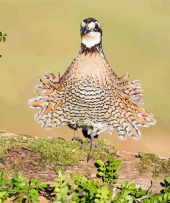 Northern Bobwhite Bird paint by number