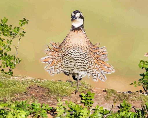 Northern Bobwhite Bird paint by number
