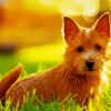 Norwich Terrier paint by number