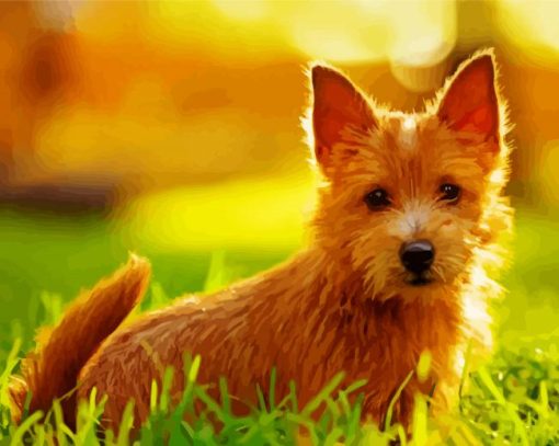 Norwich Terrier paint by number