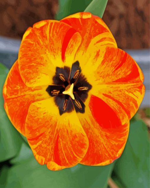 Orange Close Up Tulip paint by number