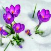 Purple Flowers In Snow paint by number