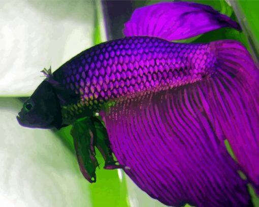 Purple Betta Fish paint by number