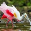 Roseate Spoonbill paint by number