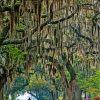 Spanish Moss Trees paint by number