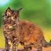 Tortoiseshell Kitty paint by number