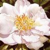 White Blooming Peony paint by number