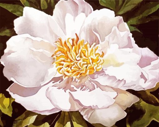 White Blooming Peony paint by number
