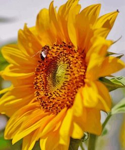 Sunflower And Bee paint by number
