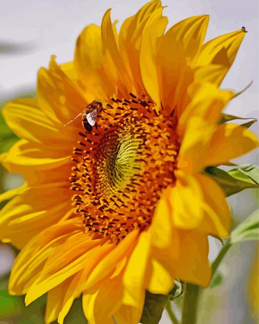 Sunflower And Bee paint by number