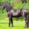 Friesian Horse paint by number