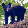 Black Bear Cub paint by number